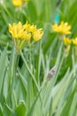 Yellow garlic Allium moly Jeannine, flowering Royalty Free Stock Photo